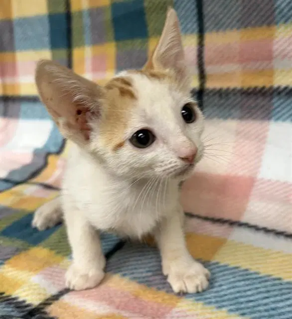 Unknown - Domestic Short Hair