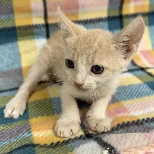Unknown - Domestic Short Hair