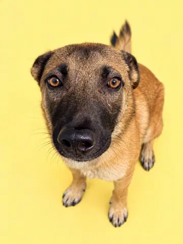 Albert - German Shepherd Dog