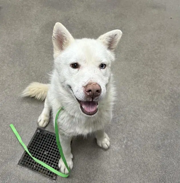 Whitman - Husky