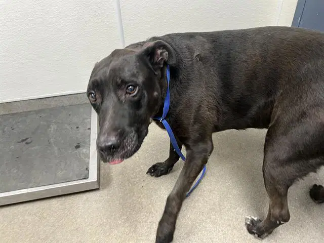 Unknown - Pit Bull Terrier