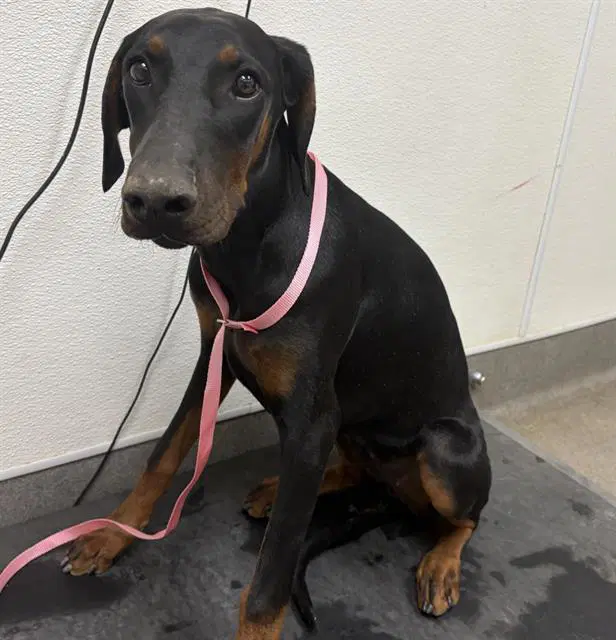 Zerra - Doberman Pinscher