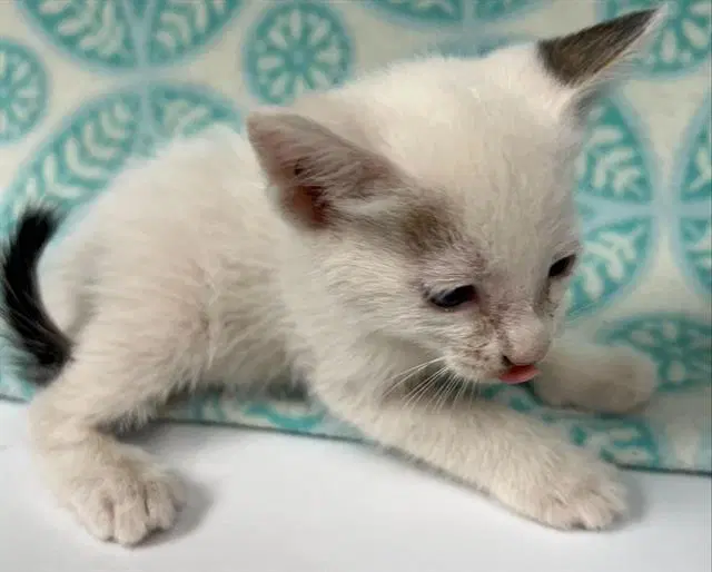 Unknown - Domestic Short Hair
