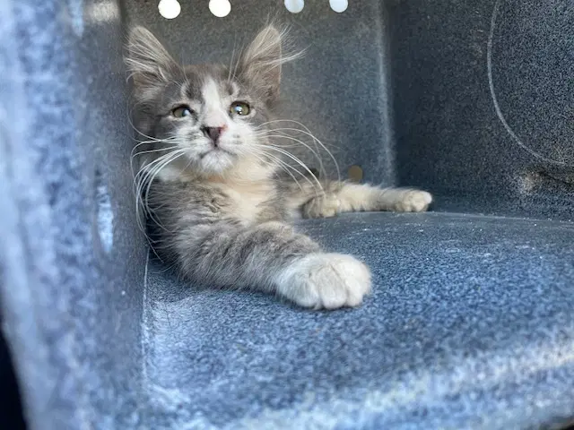 Grayson Rescue Only - Domestic Medium Hair