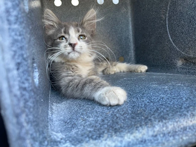 Grayson Rescue Only