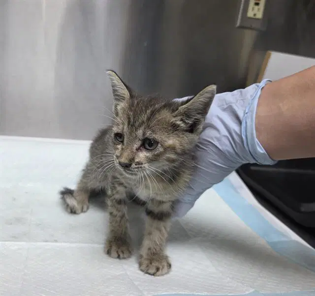 Pina Rescue Only - Domestic Short Hair