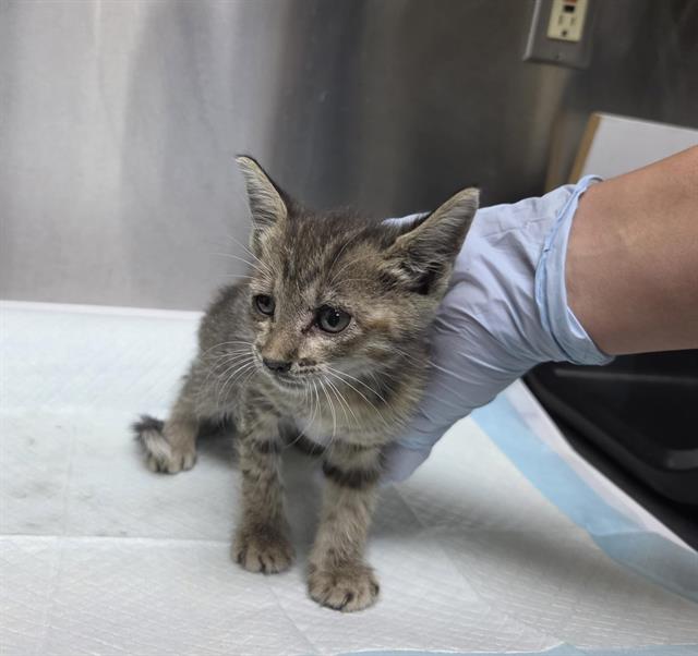 Pina Rescue Only