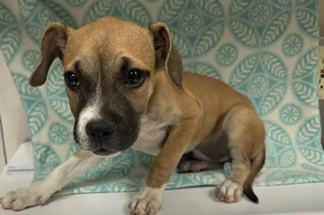 Lila - Pit Bull Terrier
