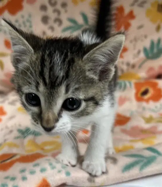 Sweeney Todd - Domestic Short Hair