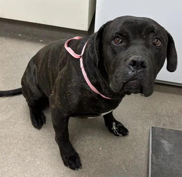 Unknown - Cane Corso Mastiff