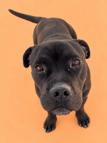 Unknown - Cane Corso Mastiff