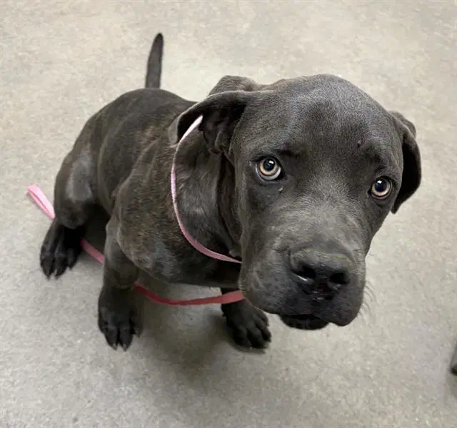 Unknown - Cane Corso Mastiff