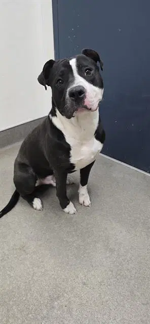 Unknown - Pit Bull Terrier