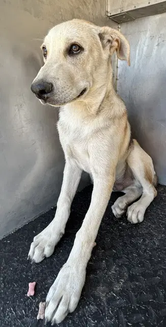 Unknown - German Shepherd Dog