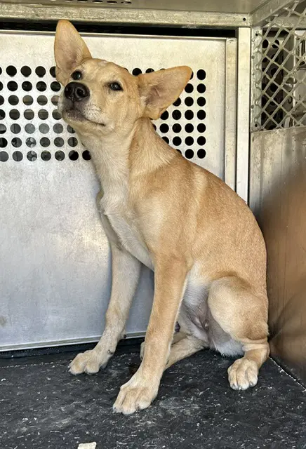 Unknown - German Shepherd Dog