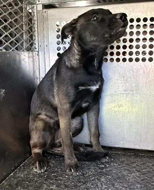 Unknown - German Shepherd Dog