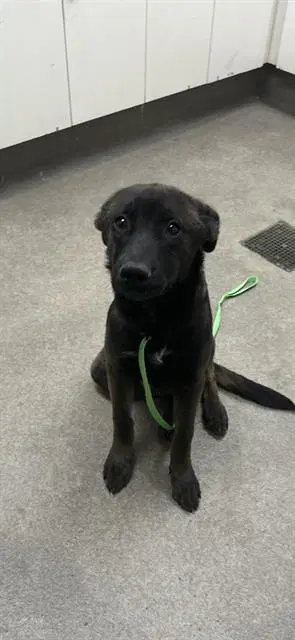 Unknown - German Shepherd Dog