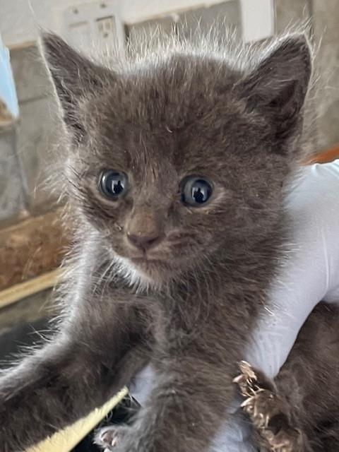 KATARA, a cat for adoption from HESPERIA ANIMAL SHELTER