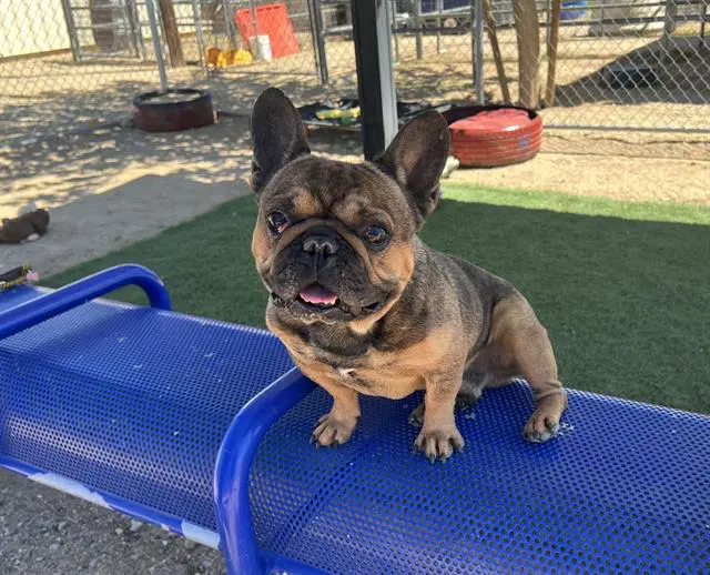 Unknown - French Bulldog