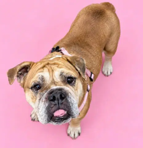 Unknown - English Bulldog