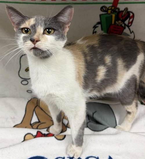 MAEV, a cat for adoption from HESPERIA ANIMAL SHELTER