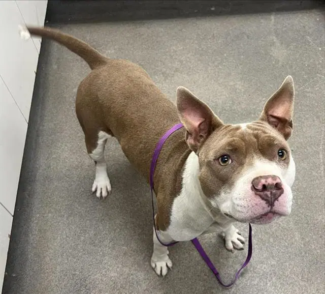 Chucky - Pit Bull Terrier