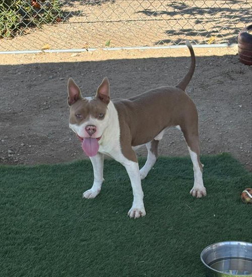 CHUCKY, a dog for adoption from HESPERIA ANIMAL SHELTER