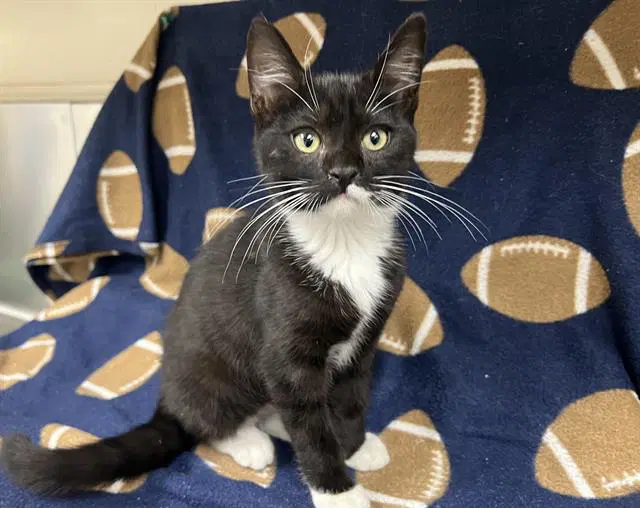 Mercedes - Domestic Short Hair