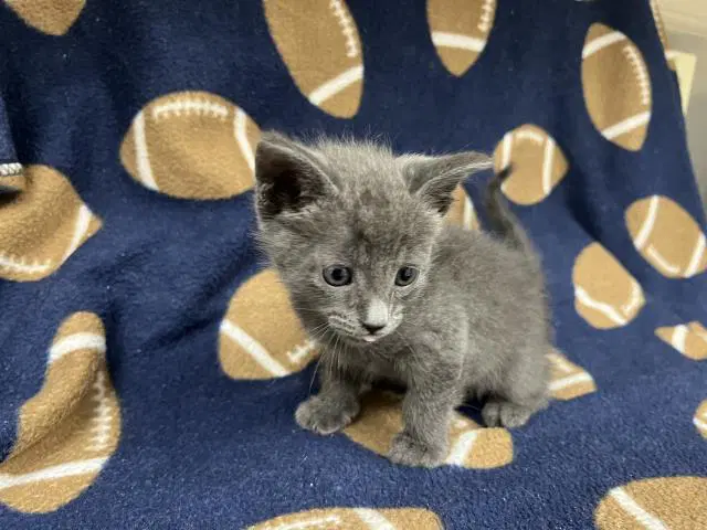 Mrmeow - Domestic Short Hair