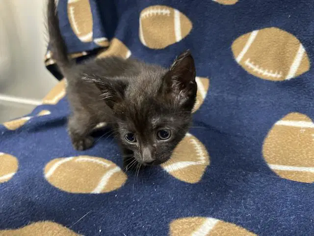 Unknown - Domestic Short Hair