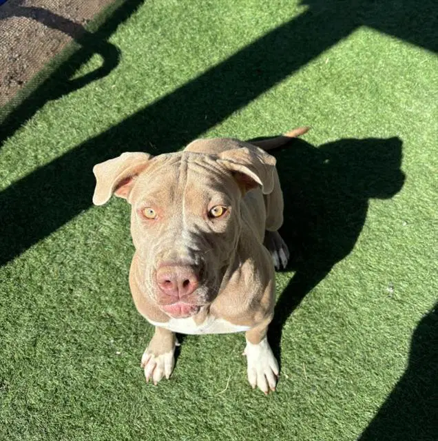 Carrie - Pit Bull Terrier