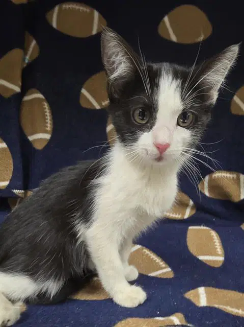 Violet - Domestic Short Hair