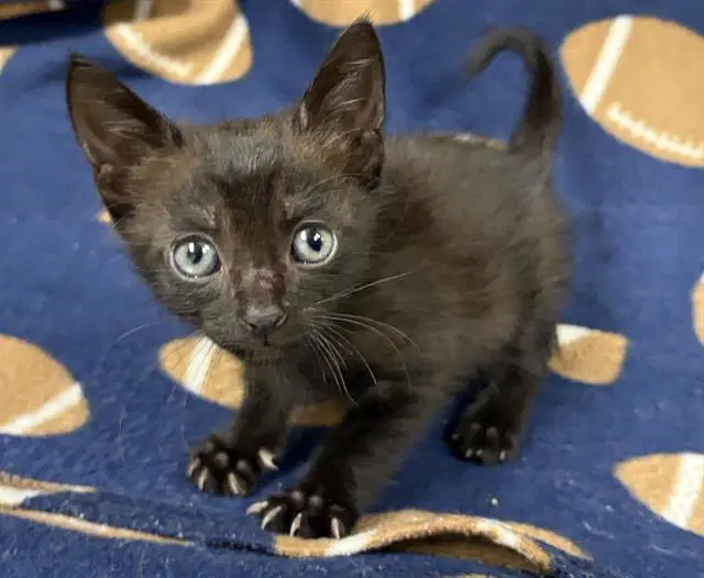 Moon - Domestic Short Hair