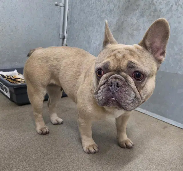 Canella - French Bulldog