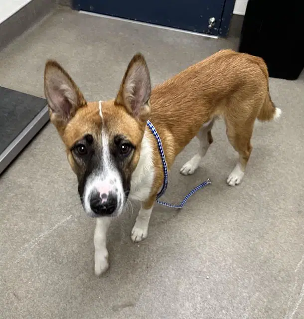 Unknown - Australian Cattle Dog/Blue Heeler