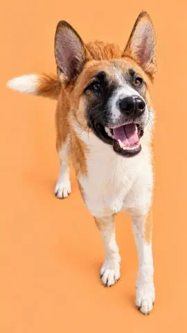 Unknown - Australian Cattle Dog/Blue Heeler