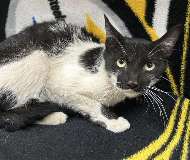 Meowly Cyrus - Domestic Short Hair