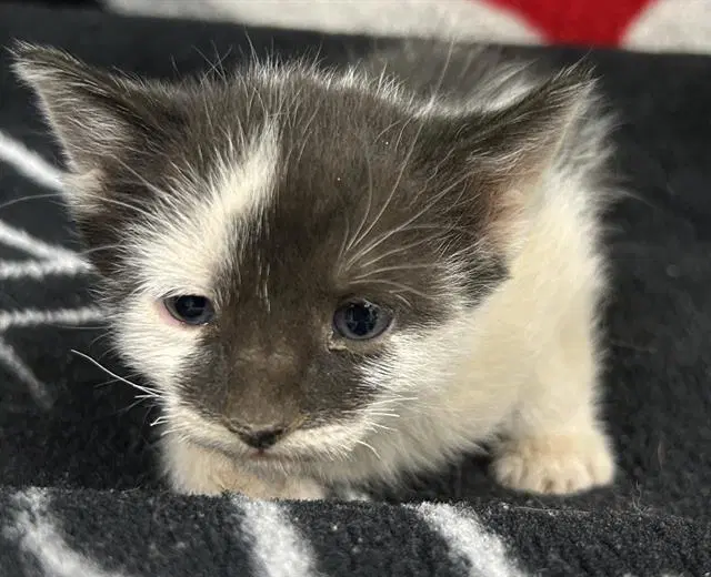 Jane Pawsten - Domestic Short Hair