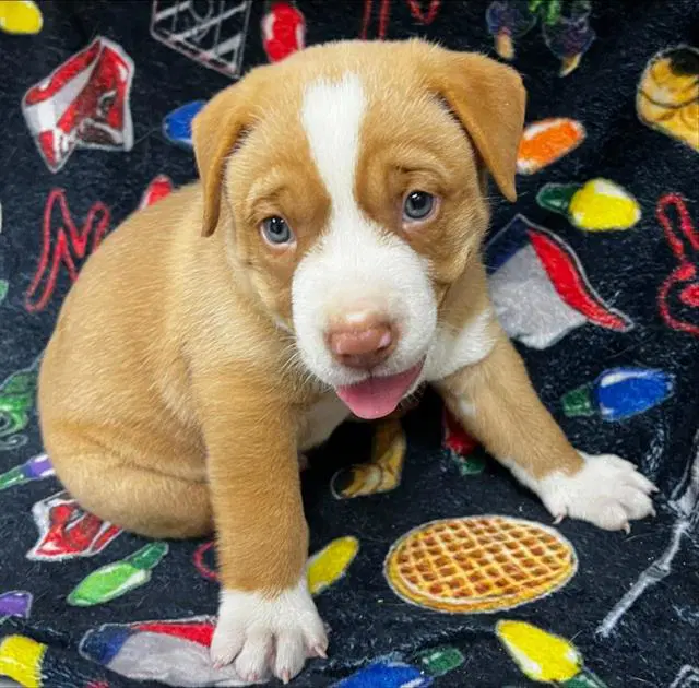Unknown - Pit Bull Terrier