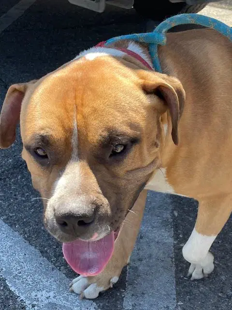 Unknown - Staffordshire Bull Terrier