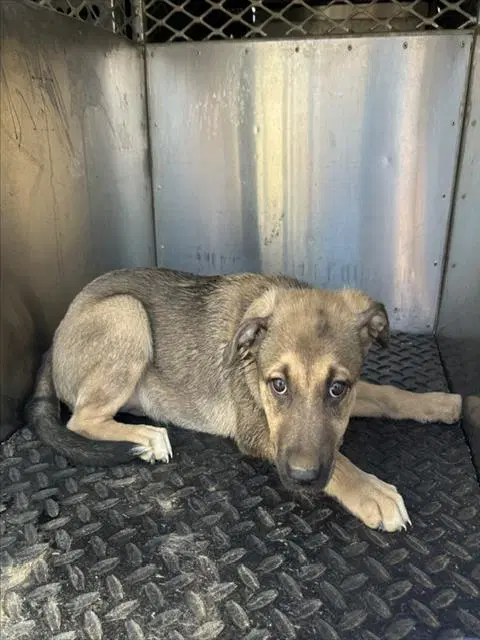 Unknown - German Shepherd Dog