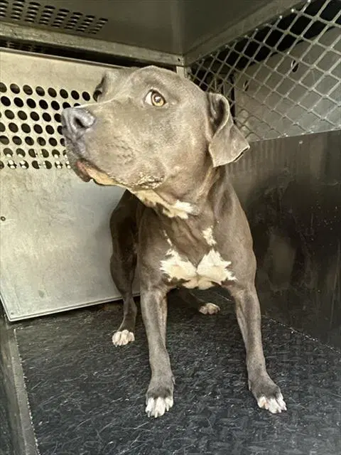 Unknown - Pit Bull Terrier