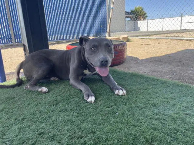 Unknown - Pit Bull Terrier