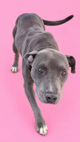 CANNOLI, a dog for adoption from HESPERIA ANIMAL SHELTER