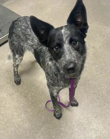 Kuzko - Australian Cattle Dog/Blue Heeler