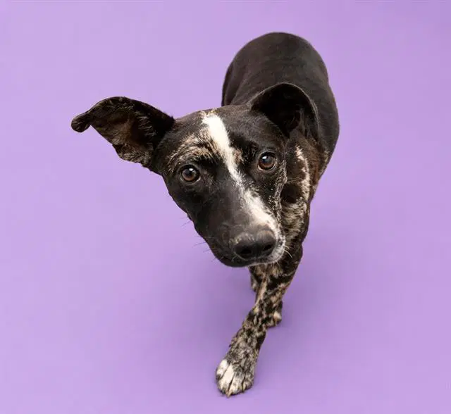 Mei - Catahoula Leopard Dog