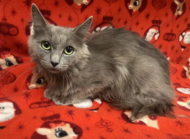 Cashmere - Domestic Short Hair