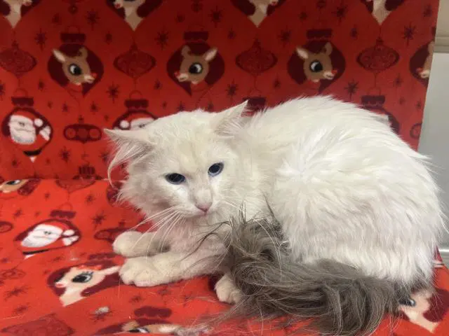 Unknown - Domestic Short Hair