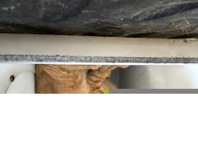 Unknown - Domestic Short Hair
