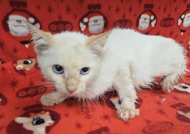 Unknown - Domestic Short Hair
